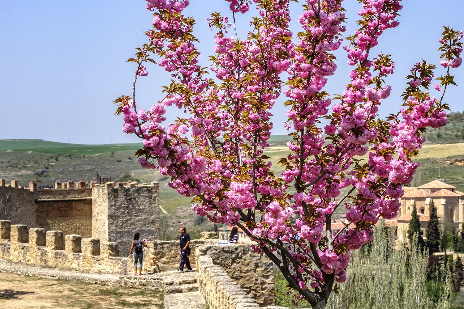 20180426_Jardin Miguel Delibes Sakuras Cerezos_KAM7700